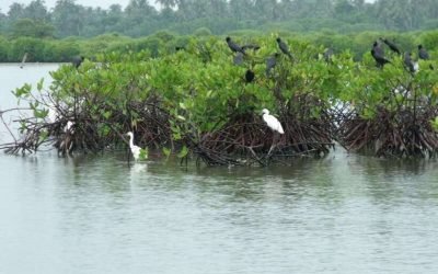1_negombo-lagoon-mangrove-boat-excursion.jpg