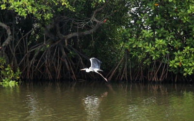 2c8215a0-1f3a-4313-aedc-609b65ec0b90_muthurajawela-sanctuary-bird-watching-and-negombo-lagoon-boat-trip.png