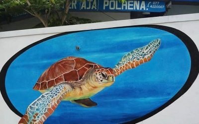 green-turtle-aja-no-14.jpg