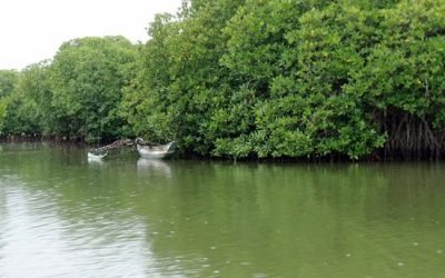 lagoon-mangroves.jpg